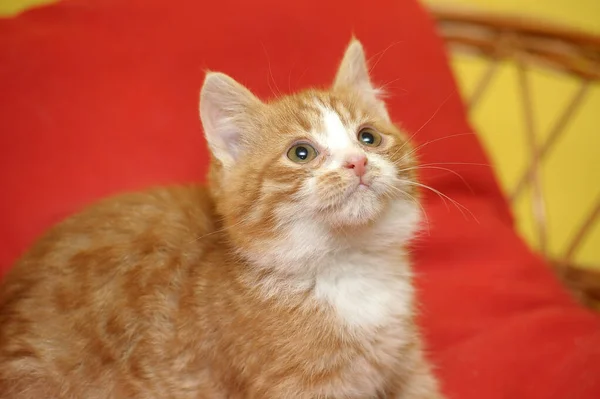 Lindo Rojo Con Blanco Gatito — Foto de Stock