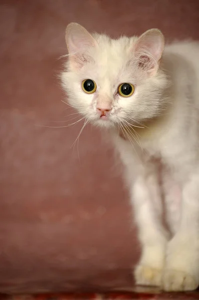 Biały Puszysty Stary Kot Brązowym Tle — Zdjęcie stockowe
