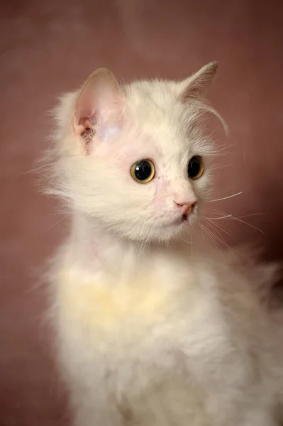 White Fluffy Old Cat Brown Background — Stock Photo, Image