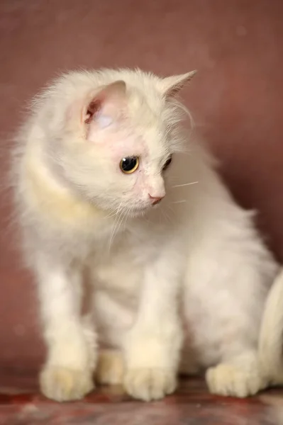 Gato Viejo Mullido Blanco Sobre Fondo Marrón —  Fotos de Stock