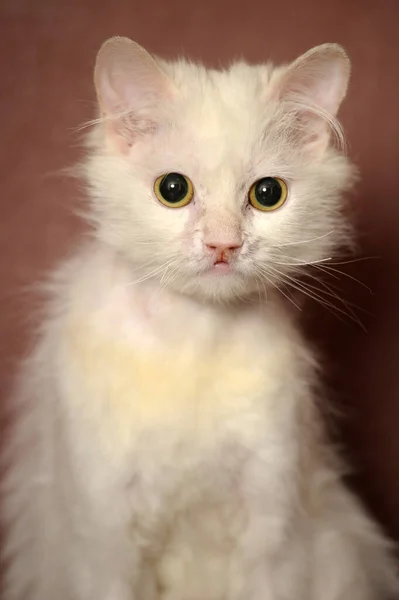 Kahverengi Arka Planda Beyaz Tüylü Yaşlı Kedi — Stok fotoğraf