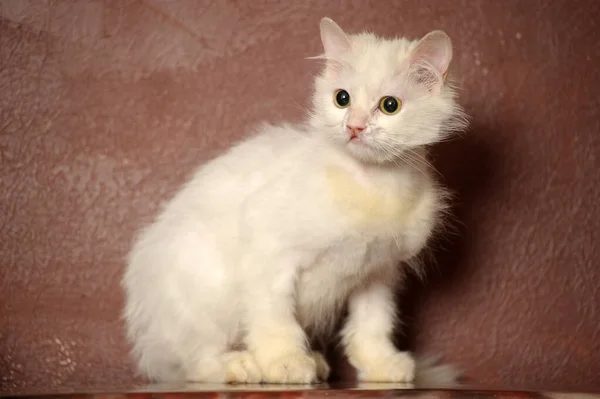 Witte Pluizige Oude Kat Een Bruine Achtergrond — Stockfoto