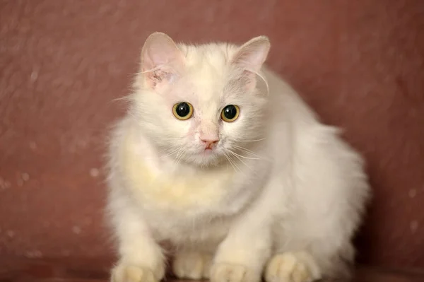 Kahverengi Arka Planda Beyaz Tüylü Yaşlı Kedi — Stok fotoğraf