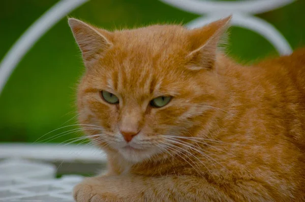 Όμορφη Κοκκινομάλλα Γάτα Βόλτες Καλοκαίρι Στο Πάρκο — Φωτογραφία Αρχείου