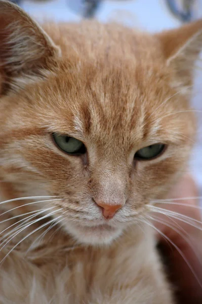 Piękne Czerwone Włosy Kot Spacery Lecie Parku — Zdjęcie stockowe