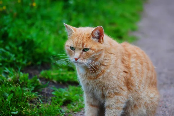 Beautiful Red Haired Cat Walks Summer Park — Stock Photo, Image