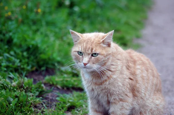 Beautiful Red Haired Cat Walks Summer Park — Stock Photo, Image