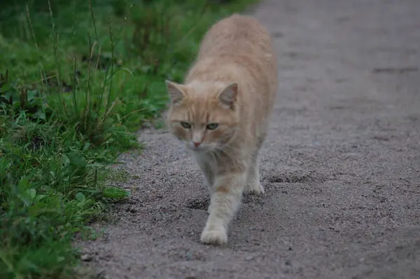 Belles Promenades Chat Roux Été Dans Parc — Photo