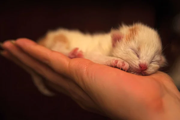 Red White Newborn Kitten Palm — Stock Photo, Image