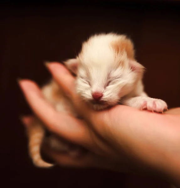 ヤシの上に赤と白の新生児子猫 — ストック写真