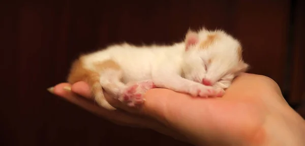 手掌上的红白相间的小猫 — 图库照片