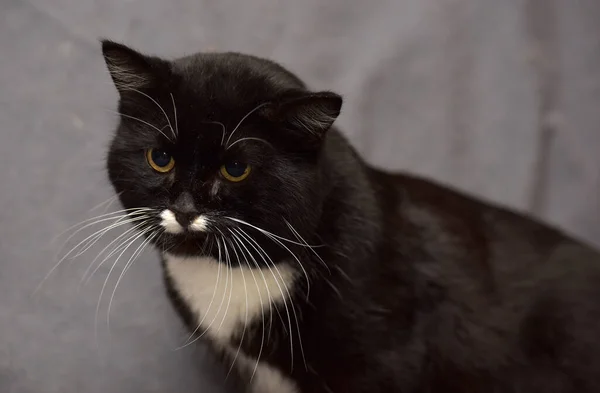 Black White Cat White Mustache — Stock Photo, Image