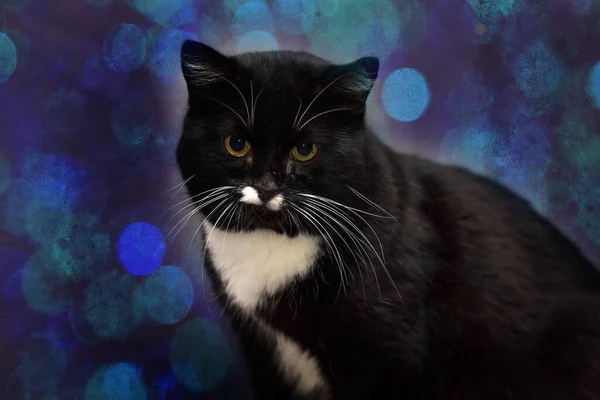 Black White Cat White Mustache — Stock Photo, Image