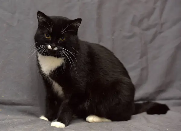 Gato Preto Branco Com Bigode Branco — Fotografia de Stock