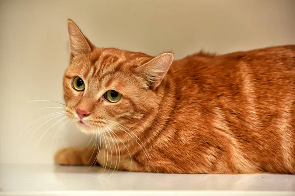 Assustado Gato Vermelho Encontra Fundo Leve — Fotografia de Stock