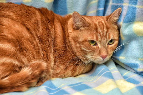 Испуганная Красная Кошка Лежит Синем Фоне — стоковое фото