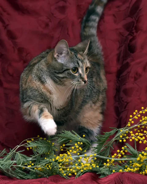 Jonge Driekleurige Kat Mimosa Tak — Stockfoto