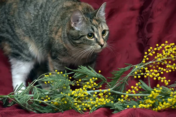 Jeune Chat Tricolore Branche Mimosa — Photo
