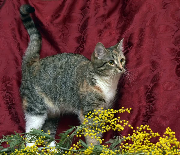 Junge Tricolor Katze Und Mimose Zweig — Stockfoto