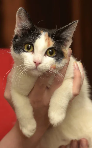 Young Tricolor Cat Her Arms — Stock Photo, Image