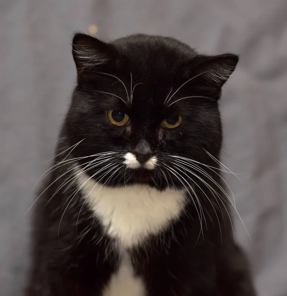 Gato Preto Branco Com Bigode Branco — Fotografia de Stock