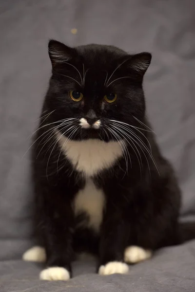 Gato Blanco Negro Con Bigote Blanco — Foto de Stock