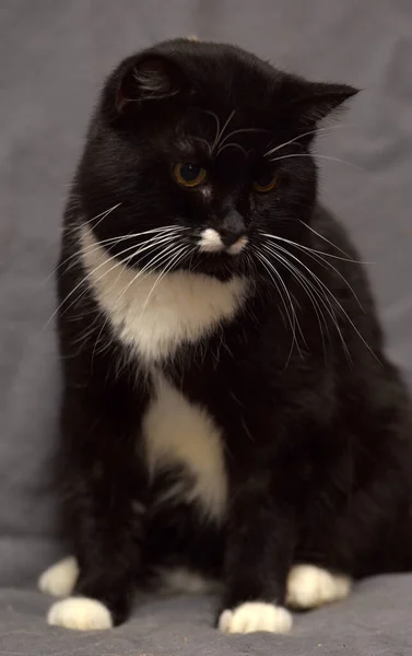 Zwart Wit Kat Met Een Witte Snor — Stockfoto
