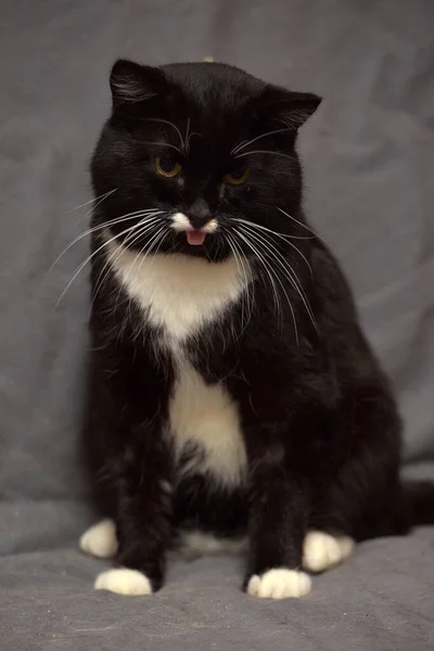 Gato Blanco Negro Con Bigote Blanco — Foto de Stock