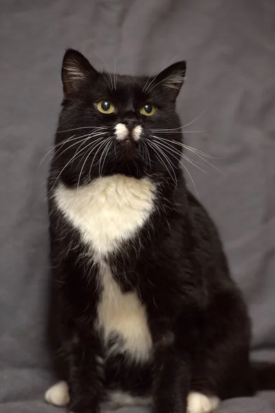 Black White Cat White Mustache — Stock Photo, Image