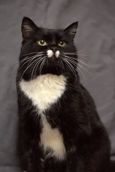 Svart Och Vit Katt Med Vit Mustasch — Stockfoto