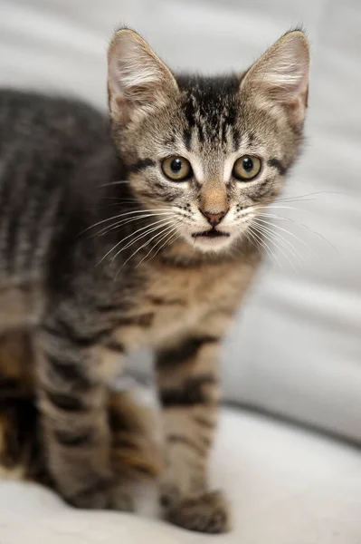 光を背景にした縞模様の子猫 — ストック写真