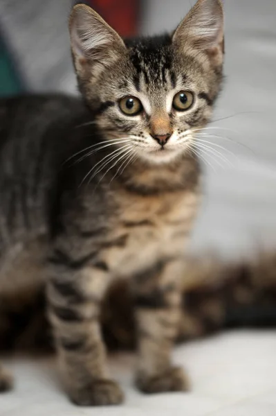 Anak Kucing Bergaris Pada Latar Belakang Cahaya — Stok Foto