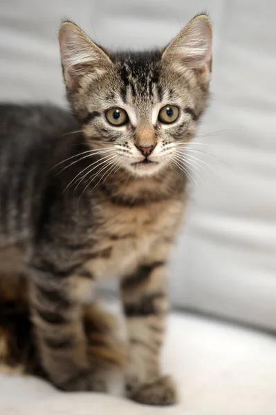 Striped Kitten Light Background — Stock Photo, Image