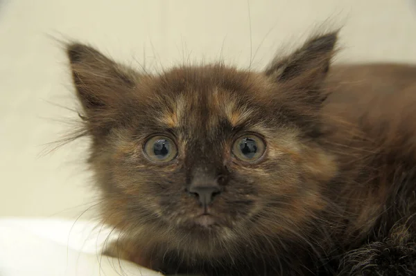 Scared Tortoise Kitten Light Background — Stock Photo, Image