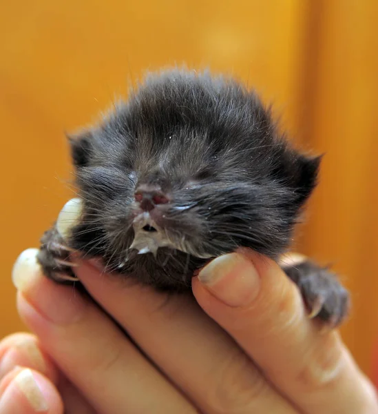 Newborn Blind Kitten Hands — Stock Photo, Image