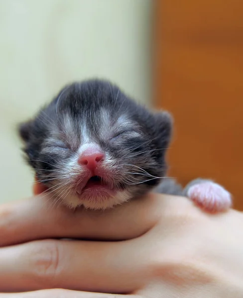 Gatito Ciego Recién Nacido Las Manos —  Fotos de Stock