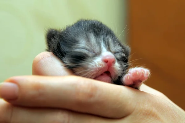 Newborn Blind Kitten Hands — Stock Photo, Image