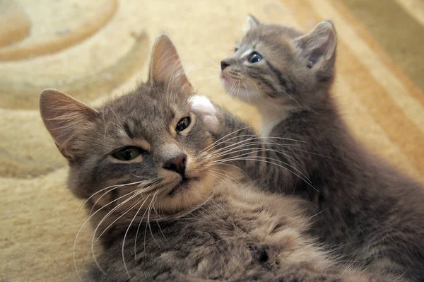 Grijze Kat Moeder Met Kitten — Stockfoto