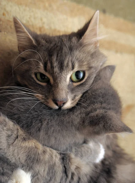 Γκρι Γάτα Μαμά Γατάκι — Φωτογραφία Αρχείου