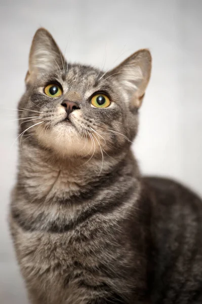 Schöne Grau Gestreifte Katze Auf Hellem Hintergrund — Stockfoto