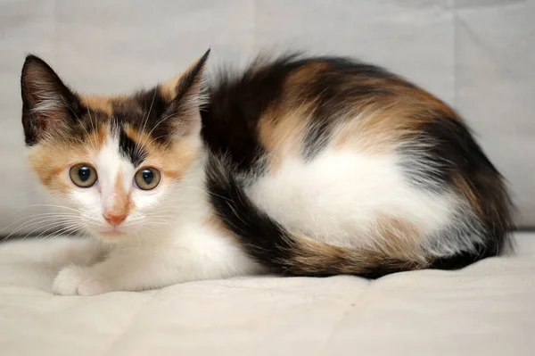 Tricolor Cute Kitten Light Background — Stock Photo, Image