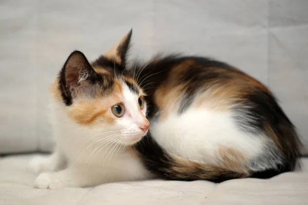 Tricolor Gatinho Bonito Fundo Leve — Fotografia de Stock