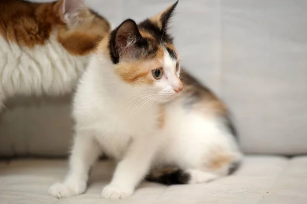 Tricolor Schattig Kitten Een Lichte Achtergrond — Stockfoto