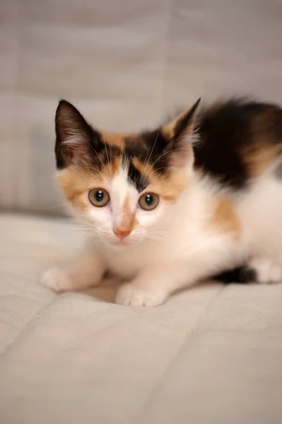 Tricolor Cute Kitten Light Background — Stock Photo, Image