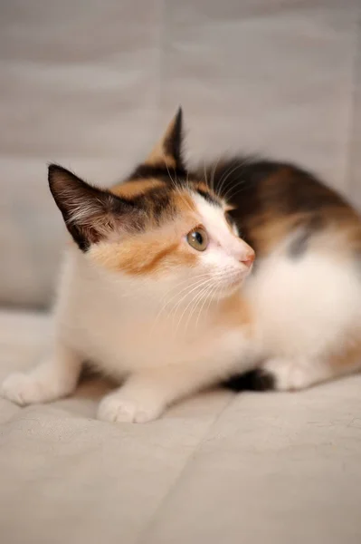 Tricolor Aranyos Cica Egy Könnyű Háttér — Stock Fotó