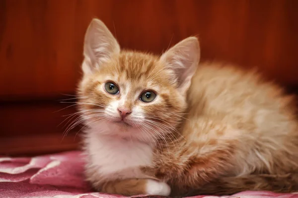 可爱的红头发 白色的胸部蓬松的小猫 — 图库照片