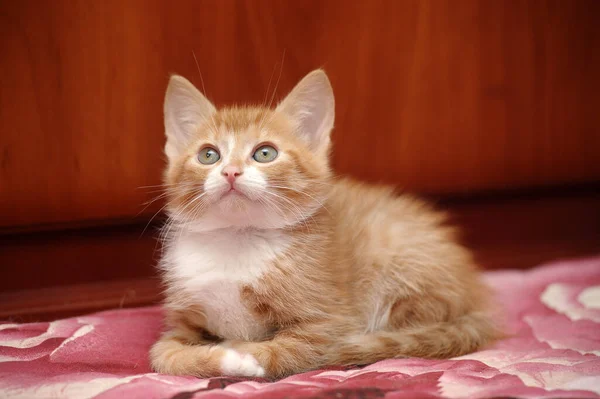 かわいいです赤毛とともに白い胸ふわふわ子猫 — ストック写真