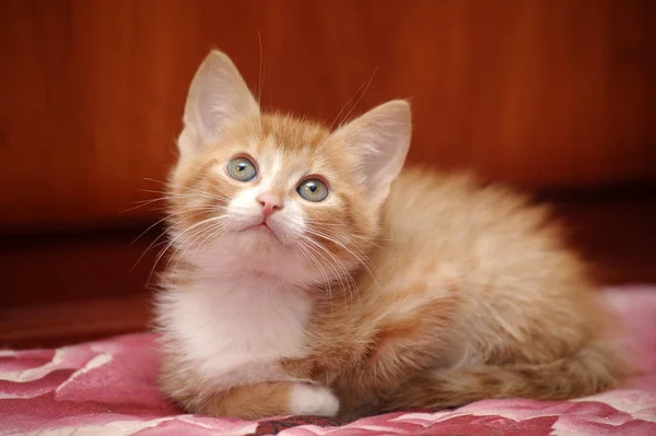Cute Redhead White Breast Fluffy Kitten — Stock Photo, Image