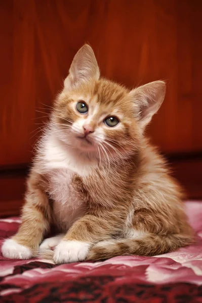 Cute Berambut Merah Dengan Payudara Putih Berbulu Kucing — Stok Foto