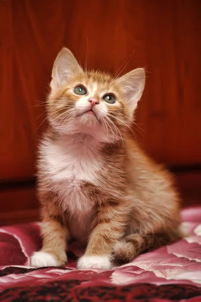 Schattig Roodharige Met Een Witte Borst Pluizig Kitten — Stockfoto